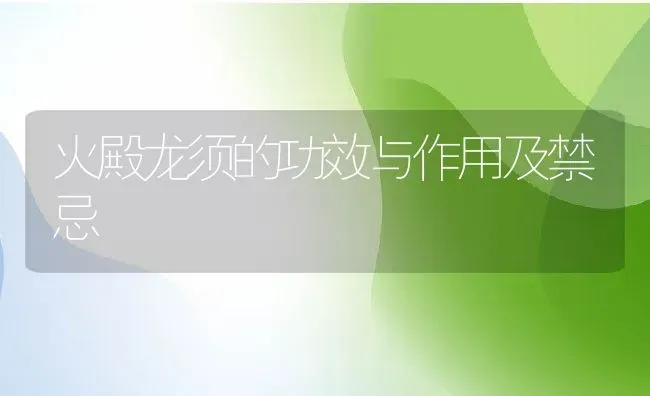 火殿龙须的功效与作用及禁忌 | 养殖资料投稿