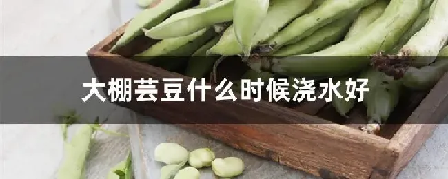 大棚芸豆什么时候浇水好