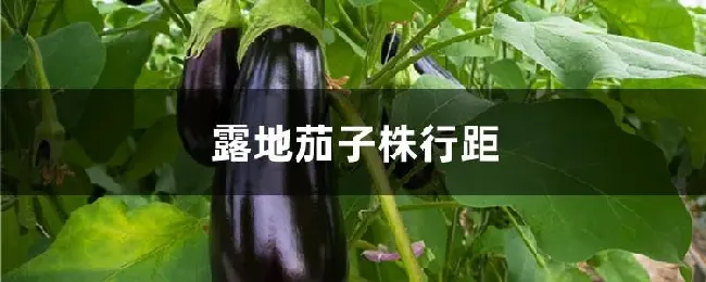 露地茄子株行距