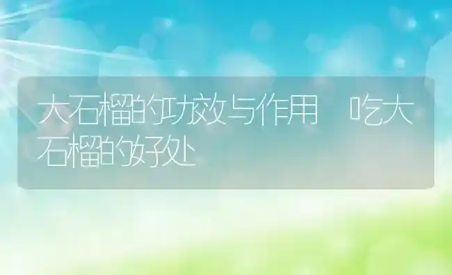大石榴的功效与作用 吃大石榴的好处 | 养殖资料投稿