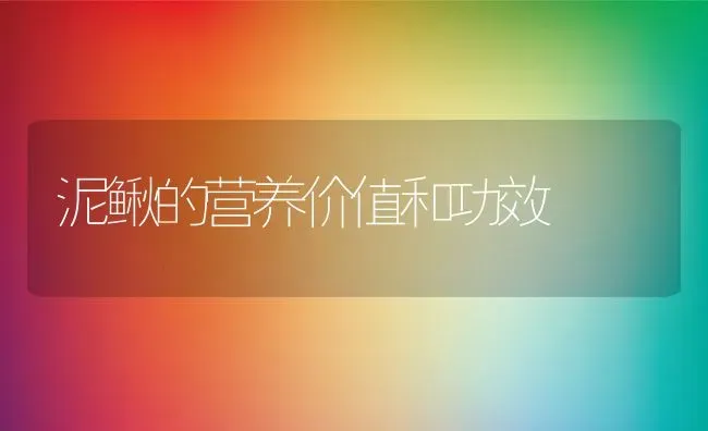 泥鳅的营养价值和功效 | 养殖资料投稿