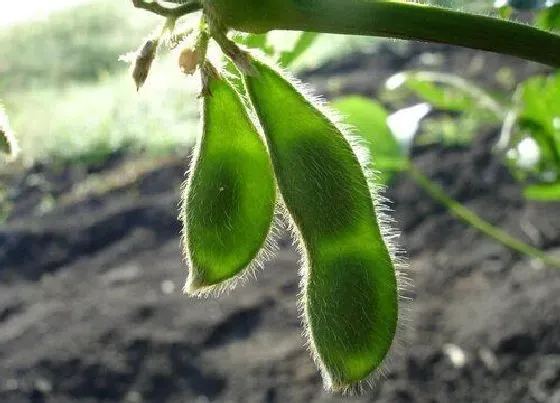 种植前景|大豆亩产量多少斤