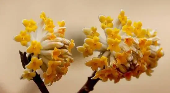 结香花的功效与作用 结香花的禁忌