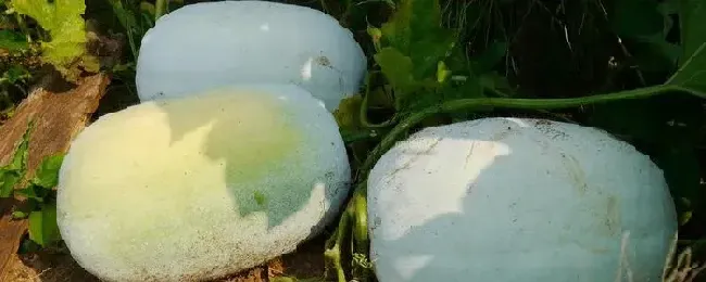 冬瓜亩产量一般是多少公斤，附种植方法
