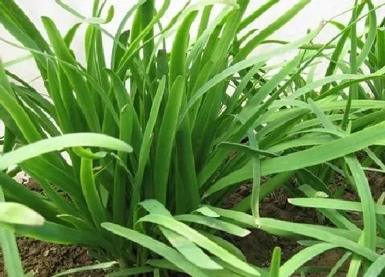蔬菜|下半年适合种植什么蔬菜