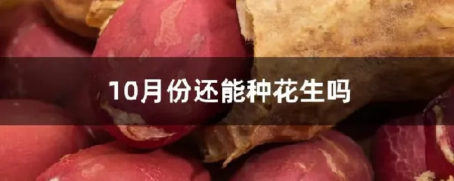 10月份还能种花生吗