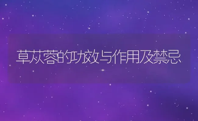 草苁蓉的功效与作用及禁忌 | 养殖资料投稿