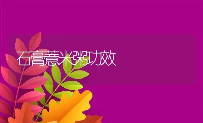 石膏薏米粥功效 | 养殖资讯