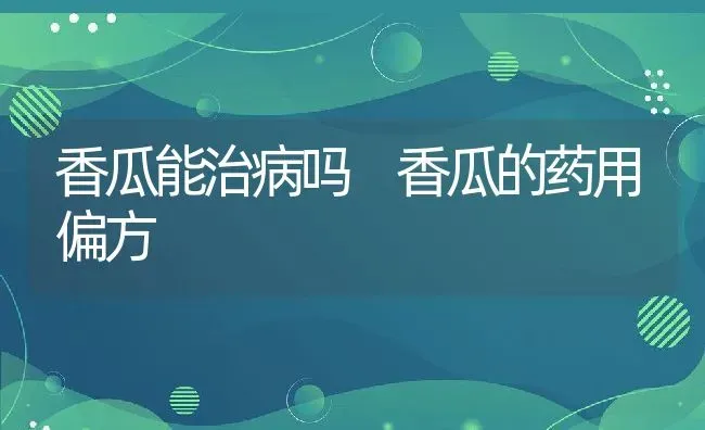 香瓜能治病吗 香瓜的药用偏方 | 养殖资料投稿