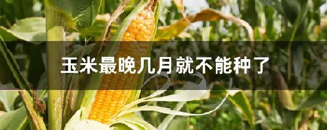 玉米最晚几月就不能种了