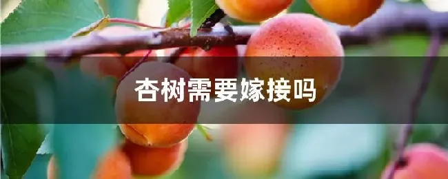 杏树需要嫁接吗