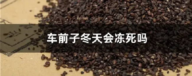 车前子冬天会冻死吗