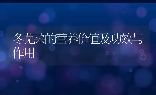 冬苋菜的营养价值及功效与作用 | 养殖资料投稿