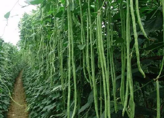 种植前景|豇豆产量高吗 亩产量多少