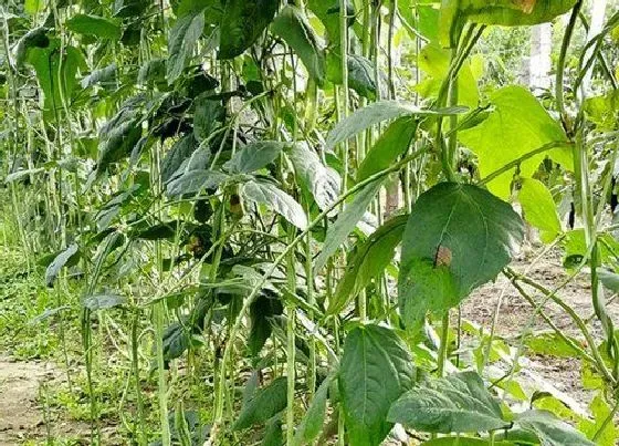 种植前景|豇豆产量高吗 亩产量多少