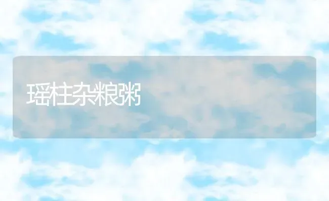 瑶柱杂粮粥 | 养殖资讯