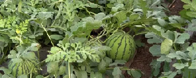 露地西瓜的株距和行距附露地西瓜的种植方法