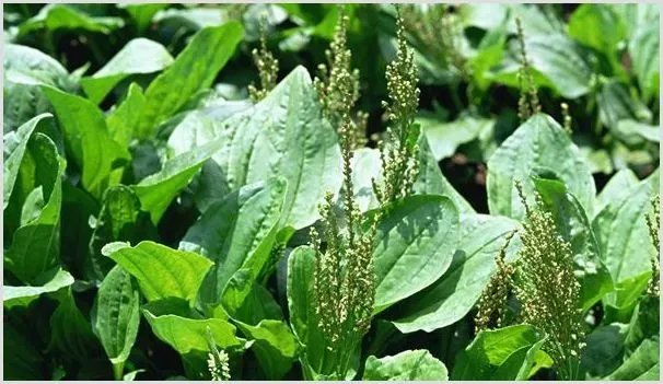2020年车前草多少钱一斤？种植会赚钱吗 | 农业养殖资讯
