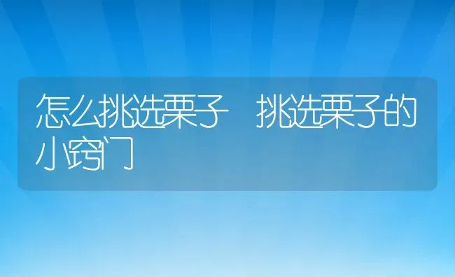 怎么挑选栗子 挑选栗子的小窍门 | 养殖资料投稿