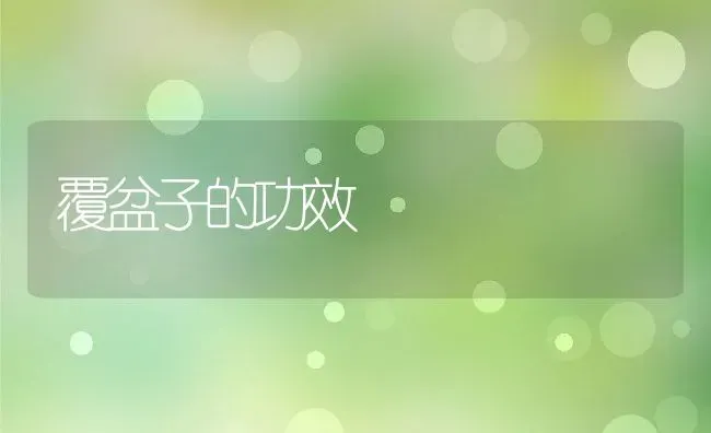 覆盆子的功效 | 养殖资料投稿
