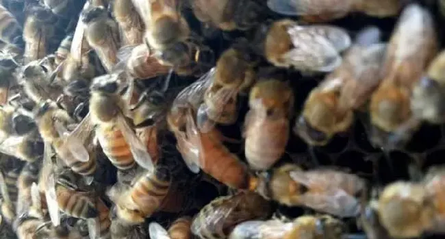 意蜂春繁技术管理诀窍是什么