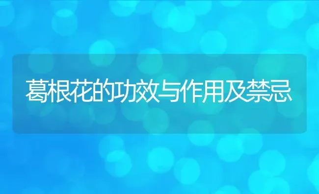 葛根花的功效与作用及禁忌 | 养殖资料投稿