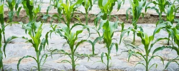 合玉187玉米种介绍