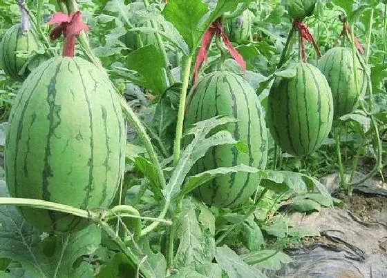 农作物|露天西瓜种植技术与管理方法 露地西瓜栽培技术要点