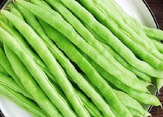 种菜|黃土适合种什么菜
