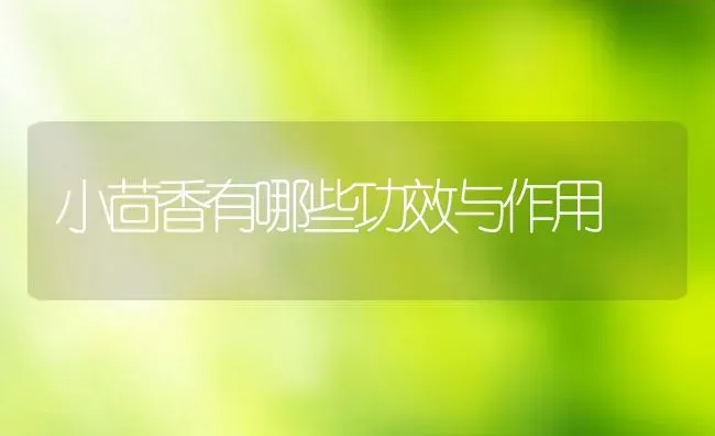小茴香有哪些功效与作用 | 养殖资料投稿