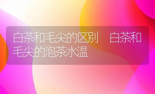 白茶和毛尖的区别 白茶和毛尖的泡茶水温 | 养殖资料投稿