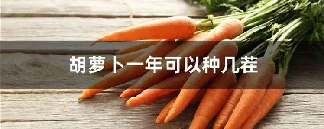胡萝卜一年可以种几茬