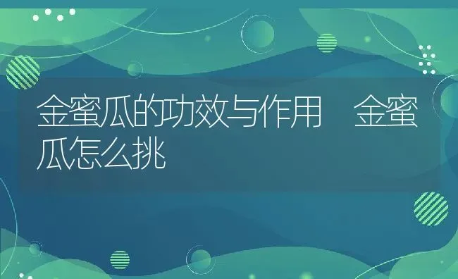 金蜜瓜的功效与作用 金蜜瓜怎么挑 | 养殖资料投稿