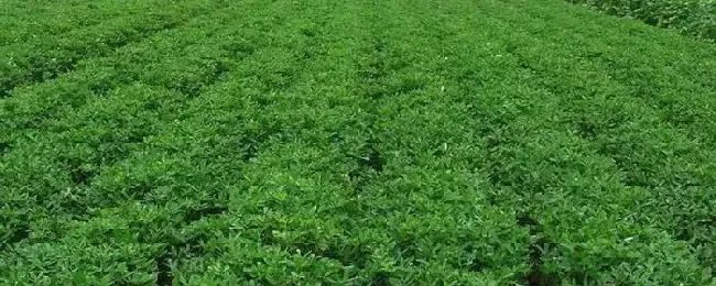 半阴半阳适合的种植