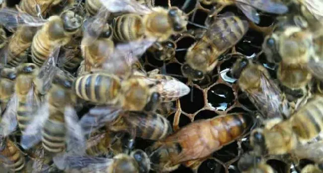 意蜂春繁技术管理诀窍是什么