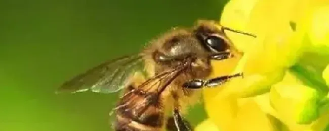 蜂王怎么识别和寻找？