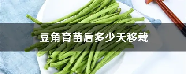 豆角育苗后多少天移栽