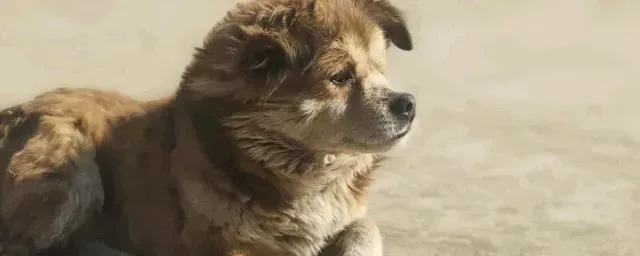 狗肉多少钱一斤