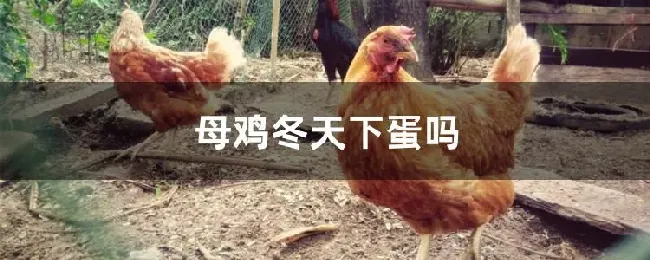 母鸡冬天下蛋吗