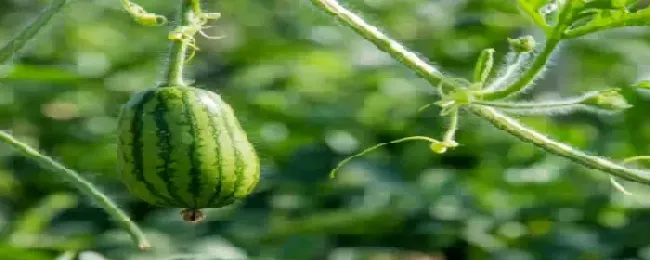 西瓜种植技术露天
