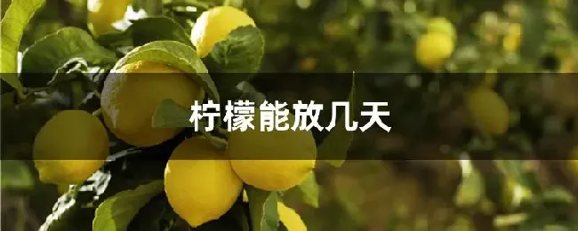 柠檬能放几天