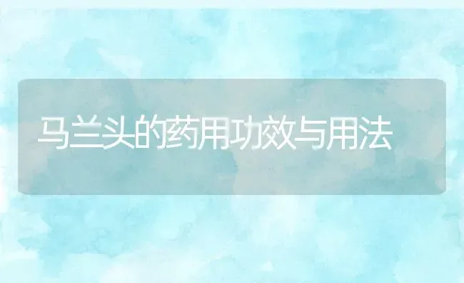 马兰头的药用功效与用法 | 养殖资料投稿