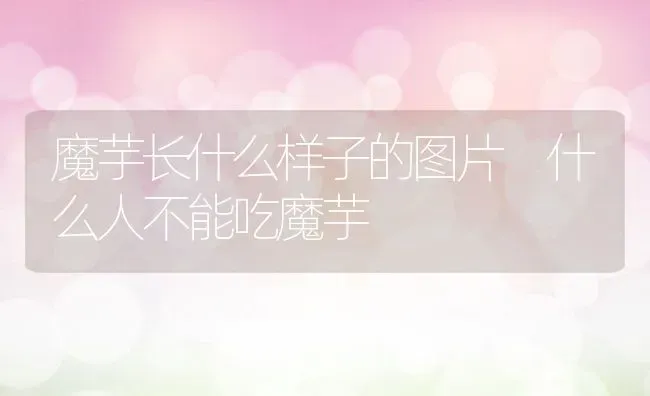 魔芋长什么样子的图片 什么人不能吃魔芋 | 养殖资料投稿