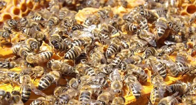 意蜂春繁技术管理诀窍是什么