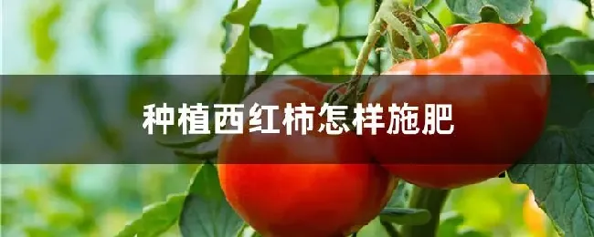 种植西红柿怎样施肥