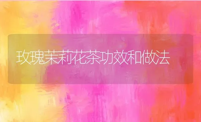 玫瑰茉莉花茶功效和做法 | 养殖资料投稿