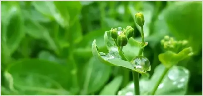 种植合作社业务范围及申请条件 | 农业养殖资讯