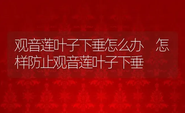 观音莲叶子下垂怎么办 怎样防止观音莲叶子下垂 | 养殖资讯