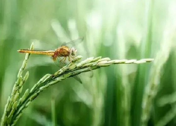 种植前景|稻子亩产量一般多少斤 常规水稻的亩产量
