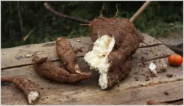 葛根有哪些功效作用？菜用葛根的种植前景如何？（附种植效益） | 养殖什么赚钱